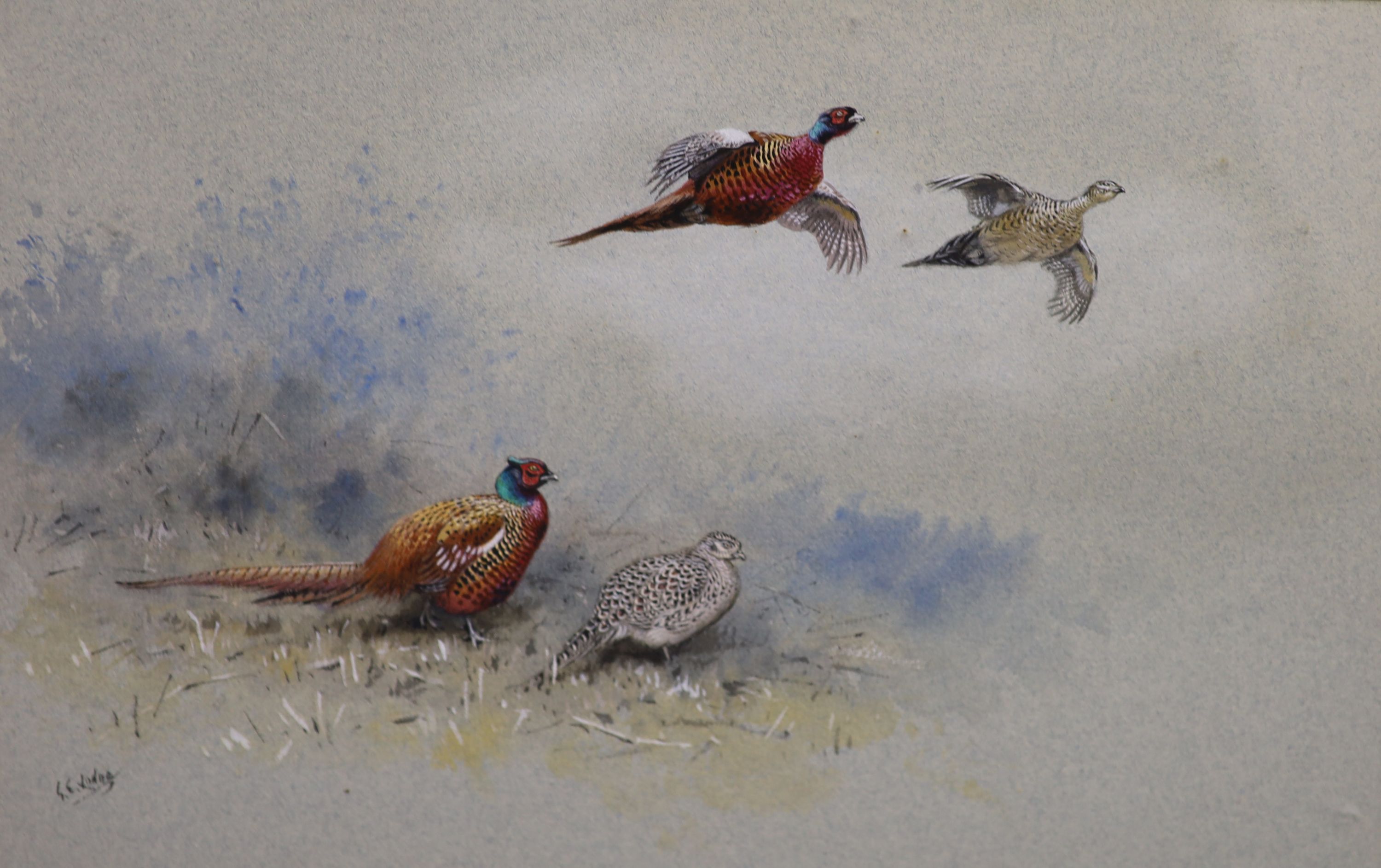 George Edward Lodge (1860-1954) Prince of Wales Pheasants 24 x 35.5cm